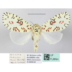 /filer/webapps/moths/media/images/S/strigicincta_Mazuca_A_MGCLa_02.JPG