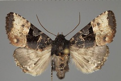Euplexia nyassana