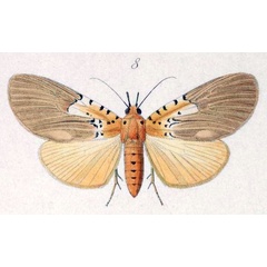 /filer/webapps/moths/media/images/A/aphidas_Aganais_HT_Hopffer_28_8.jpg