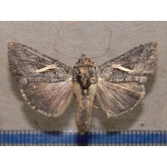 /filer/webapps/moths/media/images/V/vittata_Vittaplusia_A_Goff_02.jpg