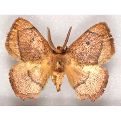 /filer/webapps/moths/media/images/K/kubwa_Ectropona_HT_NHMO.jpg