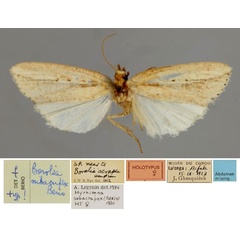 /filer/webapps/moths/media/images/S/subacrapex_Leucania_HT_RMCA_01.jpg