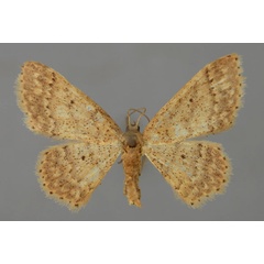 /filer/webapps/moths/media/images/I/insularum_Idaea_A_ZSM_01.jpg