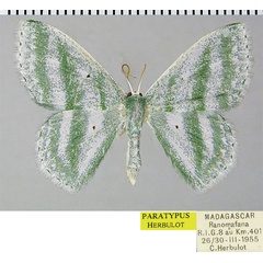 /filer/webapps/moths/media/images/V/viridibasis_Epigelasma_PTF_ZSM.jpg