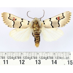 /filer/webapps/moths/media/images/E/eumela_Diaphone_AM_BMNH.jpg