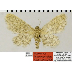 /filer/webapps/moths/media/images/I/inspiculata_Idaea_HT_ZSMa.jpg