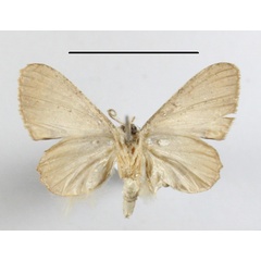 /filer/webapps/moths/media/images/T/theclata_Phazaca_A_MGCLb_01.JPG