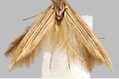 Scythris brunneostriella