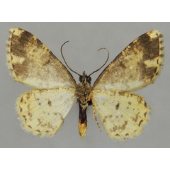 /filer/webapps/moths/media/images/C/chopardi_Ectropis_PTM_ZSMb.jpg