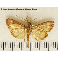 /filer/webapps/moths/media/images/M/mysisalis_Patania_A_OUMMH_01.jpg