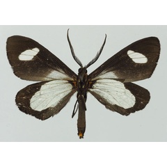 /filer/webapps/moths/media/images/F/famula_Pitthea_AM_Basquina.jpg