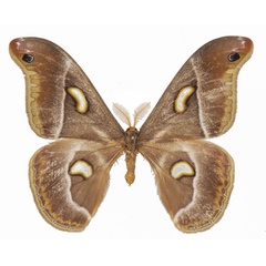 /filer/webapps/moths/media/images/O/oberprieleri_Epiphora_AM_Basquina.jpg