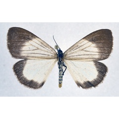 /filer/webapps/moths/media/images/X/xanthura_Xylecata_AF_NHMO.jpg