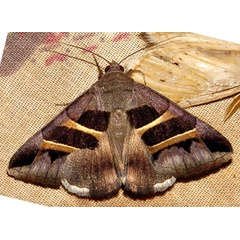 /filer/webapps/moths/media/images/C/congenita_Grammodes_A_Braun_09.jpg