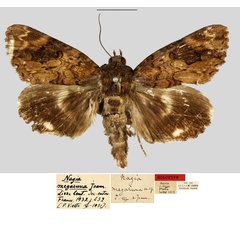 /filer/webapps/moths/media/images/M/megaruna_Nagia_HT_MNHN.jpg