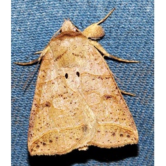 /filer/webapps/moths/media/images/S/scissa_Pantydia_A_Braun_06.jpg