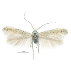 /filer/webapps/moths/media/images/H/hirsutella_Coleophora_HT_ZMHB.jpg