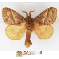 /filer/webapps/moths/media/images/C/conspersa_Bombycopsis_HT_NHMUK.jpg