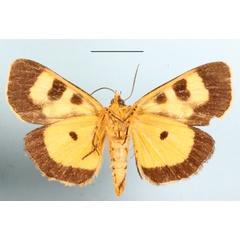 /filer/webapps/moths/media/images/L/latreillii_Mitrophrys_A_MGCLb_01.JPG