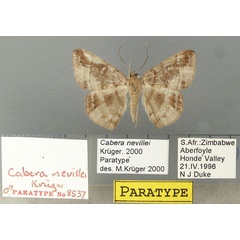 /filer/webapps/moths/media/images/N/nevillei_Cabera_PT_TMSA.jpg