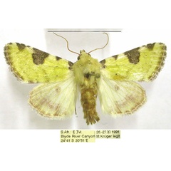 /filer/webapps/moths/media/images/F/flavirufa_Heliothis_AM_TMSA.jpg