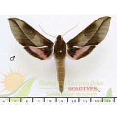 /filer/webapps/moths/media/images/U/usambarensis_Chaerocina_HTM_SMCR.jpg