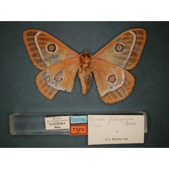 /filer/webapps/moths/media/images/F/ferruginea_Bunaeopsis_HT_RMCA_02.jpg