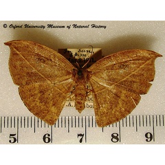 /filer/webapps/moths/media/images/F/fenestrata_Spidia_A_OUMNH_03.jpg