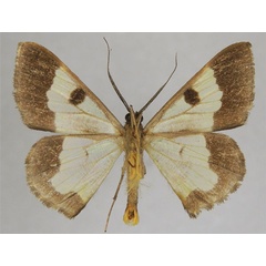 /filer/webapps/moths/media/images/B/bonaberiensis_Zamarada_AM_ZSMb.jpg