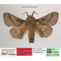 /filer/webapps/moths/media/images/O/obscurior_Bombycopsis_PTM_MGCLa_01.JPG