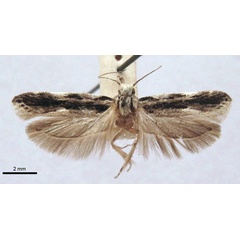 /filer/webapps/moths/media/images/C/commaculata_Telphusa_LT_TMSA.jpg