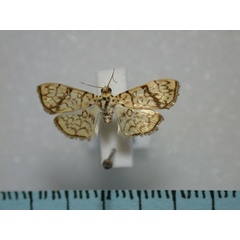 /filer/webapps/moths/media/images/P/polycymalis_Haritalodes_A_Revell.jpg