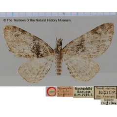 /filer/webapps/moths/media/images/D/dilucida_Tephroclystia_HT_BMNH.jpg