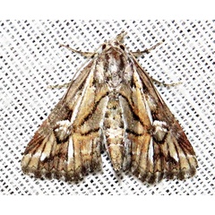 /filer/webapps/moths/media/images/O/opsiphora_Phytometra_A_Braun_09.jpg