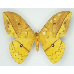 /filer/webapps/moths/media/images/I/imperator_Pseudantheraea_AM_Basquin_02a.jpg