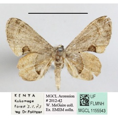 /filer/webapps/moths/media/images/T/theclata_Phazaca_A_MGCLa_02.JPG