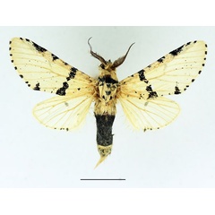/filer/webapps/moths/media/images/C/cameroona_Cerurina_AM_Basquin_02.jpg