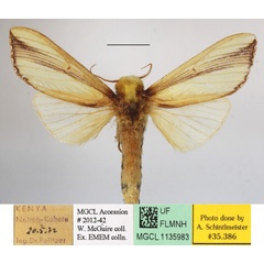 /filer/webapps/moths/media/images/W/woerdeni_Rigema_A_MGCLa_01.JPG