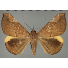 /filer/webapps/moths/media/images/X/xanthoperas_Rougeotiana_AM_Fiebig.jpg