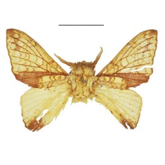 /filer/webapps/moths/media/images/S/smithi_Hypotrabala_PTM_ANHRT.jpg