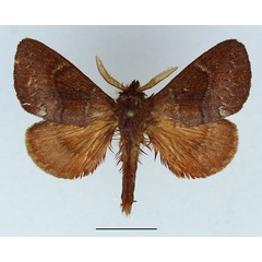 /filer/webapps/moths/media/images/G/gueneana_Lamprantaugia_AM_Basquin_02.jpg