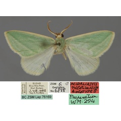 /filer/webapps/moths/media/images/N/nilotica_Acidromodes_HT_ZSM_01.jpg