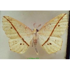 /filer/webapps/moths/media/images/P/phrynogyna_Psilocerea_AM_PZBT.jpg