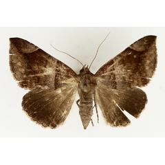 /filer/webapps/moths/media/images/P/proxima_Bastilla_AM_TMSA_01.jpg