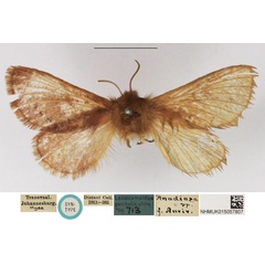 /filer/webapps/moths/media/images/D/distincta_Philudoria_STF_NHMUK.jpg