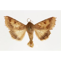 /filer/webapps/moths/media/images/A/assulta_Helicoverpa_AM_RMCA.jpg