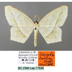 /filer/webapps/moths/media/images/T/turlini_Scopula_HT_ZSM_01.jpg