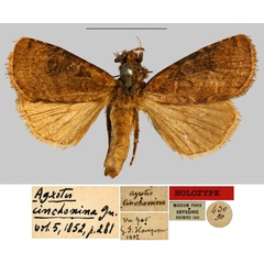 /filer/webapps/moths/media/images/C/cinchonina_Agrotis_HT_MNHN.jpg