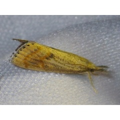 /filer/webapps/moths/media/images/O/orichalcociliella_Chilo_A_Liebenberg.jpg