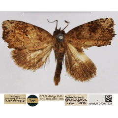 /filer/webapps/moths/media/images/C/crenularia_Eublemma_HT_NHMUK.jpg